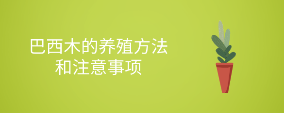 巴西木的养殖方法和注意事项