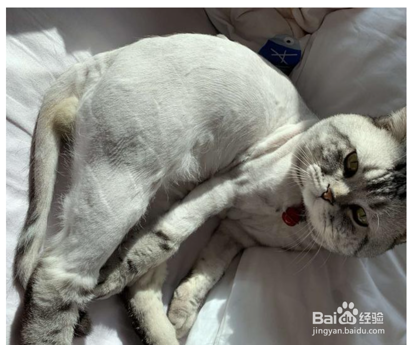 怎么去除猫身上的跳蚤和虱子