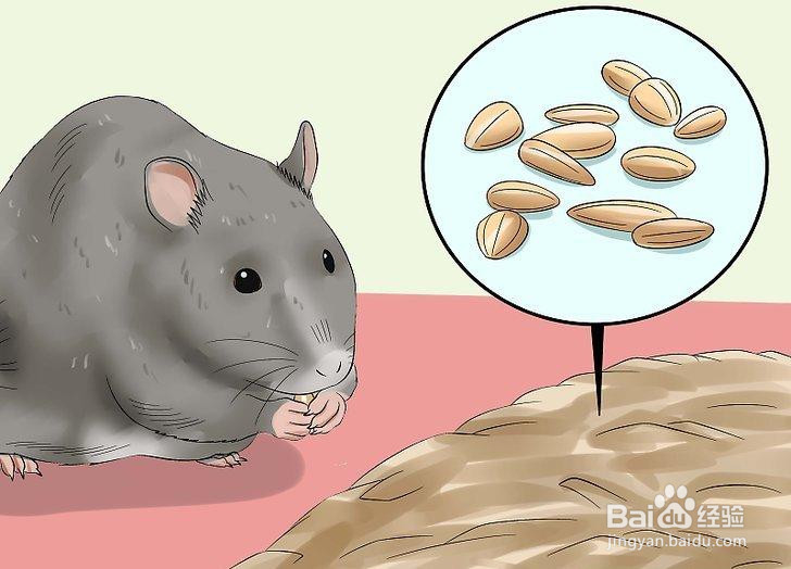 如何喂养宠物鼠