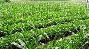 瘦土地应该怎样种植和上肥