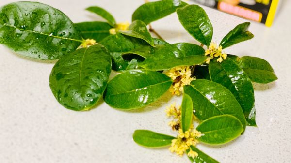 水晶椰汁桂花糕