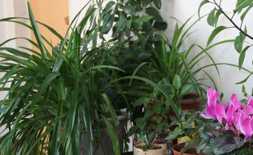 养花有什么的小技巧?