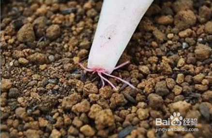冬天多肉叶片扦插方法