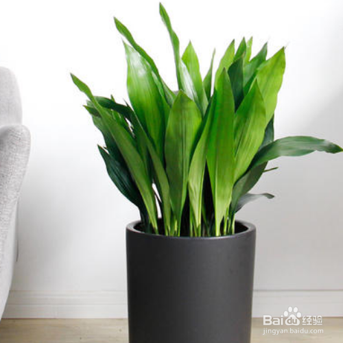 一叶兰病害怎么防治？