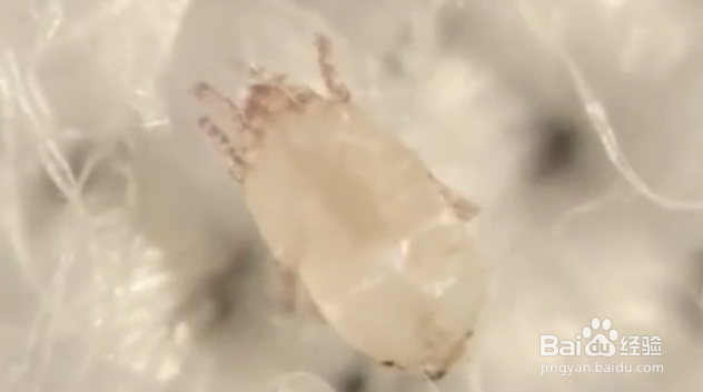 家中的螨虫怎么消灭