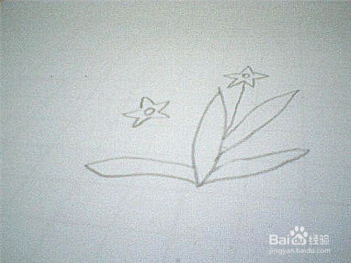 简笔画水仙花的画法