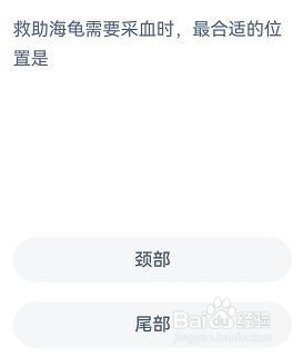海龟需要采血时最合适的位置？神奇海洋10.25