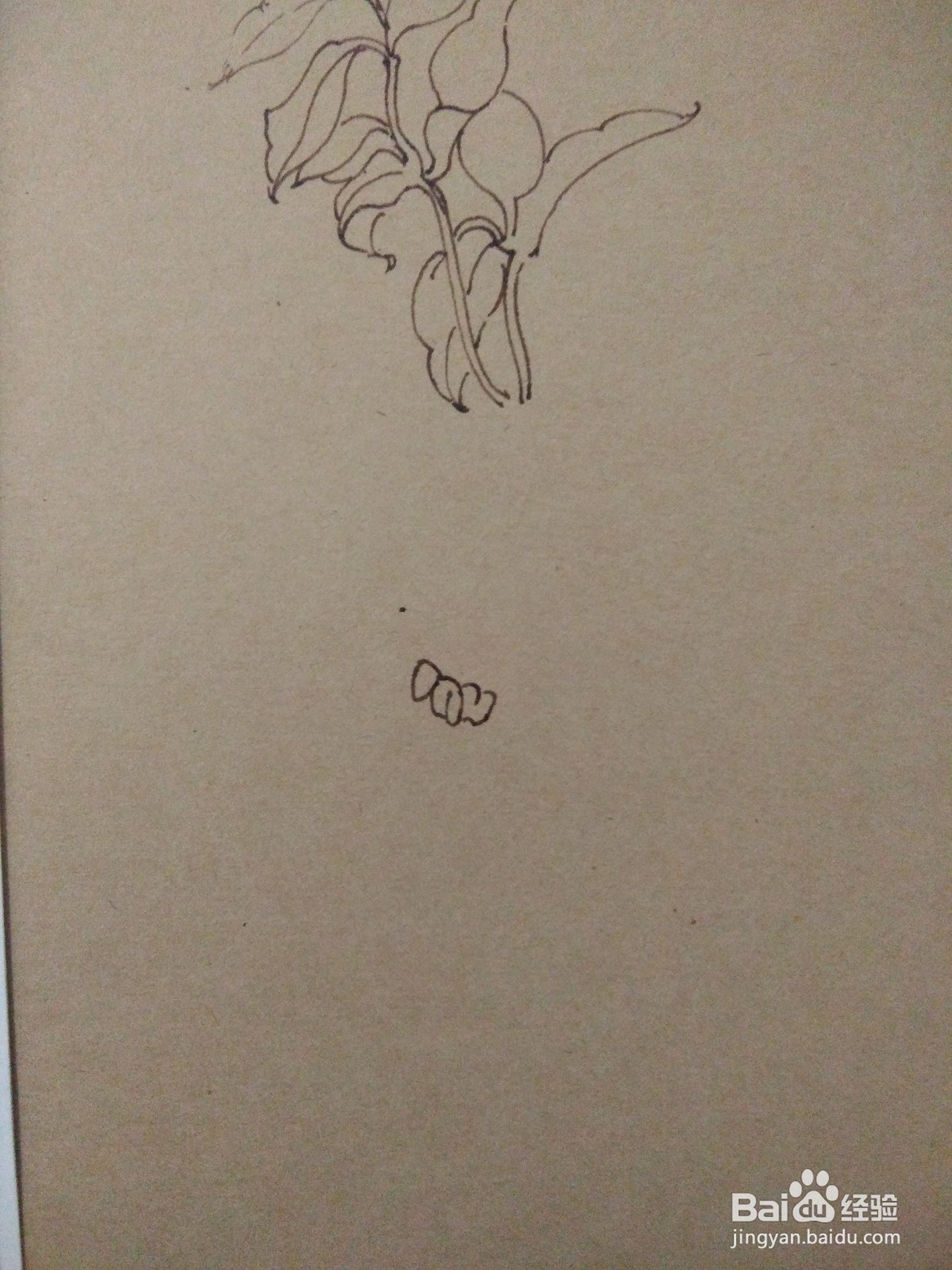 如何用卡纸画凌霄花