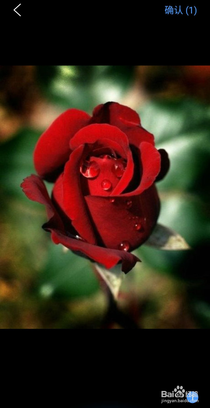 如何用手机识别各种花草！