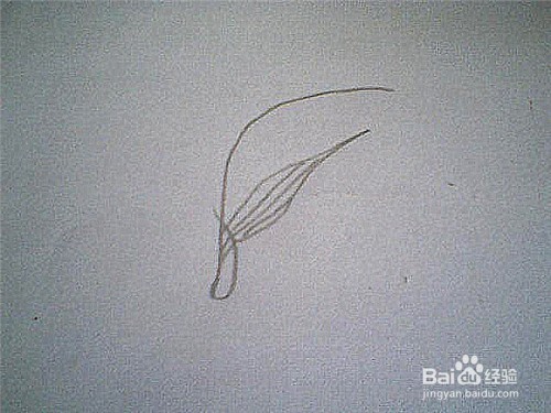 简笔画芦苇的画法