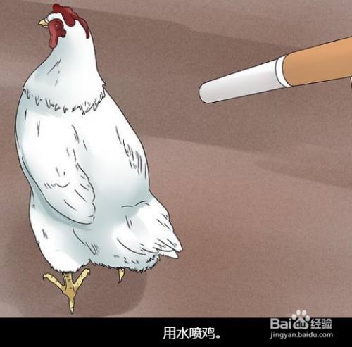 驱赶鸡的最佳方法