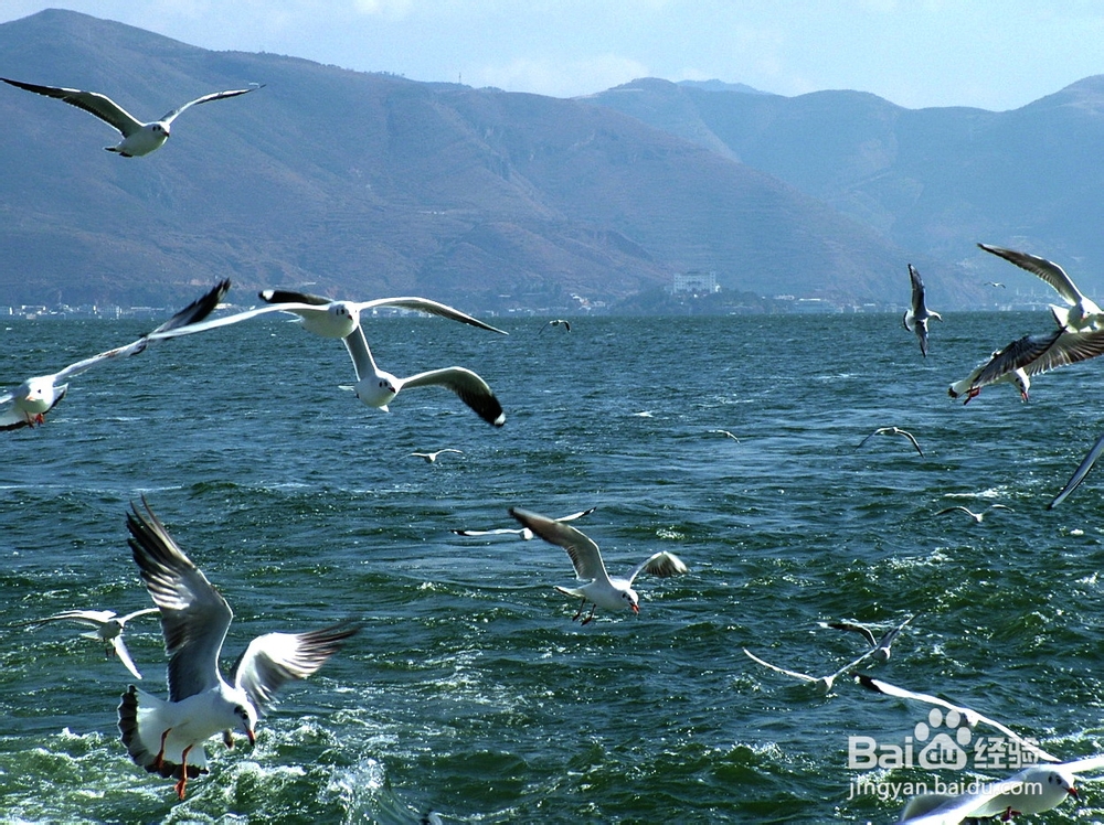 大理古城游玩推荐!