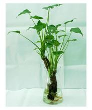 水培滴水观音 千手观音植物水培方法