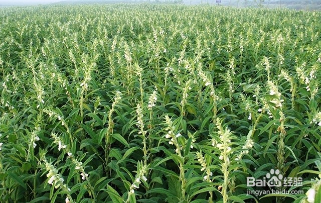 芝麻需要什么肥芝麻叶面肥的施肥要点有哪些