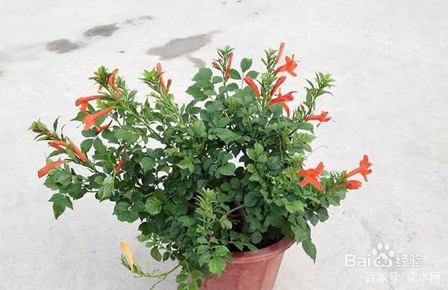 凌宵花的养殖方法