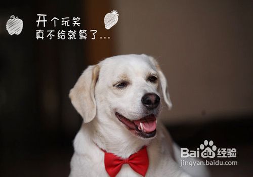 利用拉布拉多复仇心理有助扑咬训练