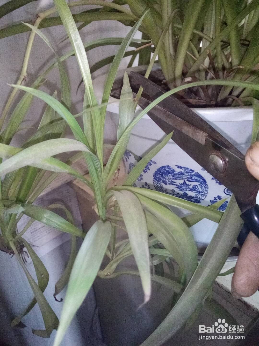 怎么水养吊兰