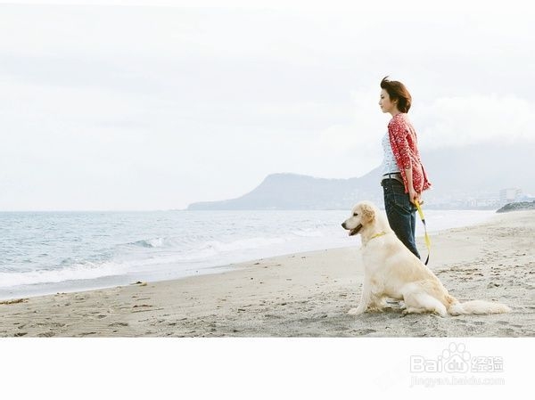 狗狗打喷嚏的症状及治疗