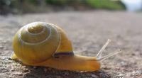 彻底灭杀蜗牛的4种非农药方法