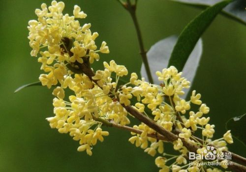 桂花的品种与习性 百度经验 桂花的品种与习性 百度经验