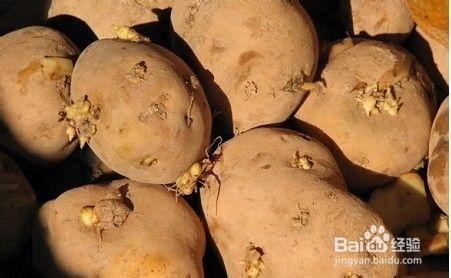 哪种蔬菜烹调不当易中毒