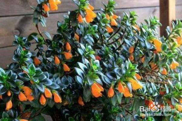 金鱼吊兰如何养护