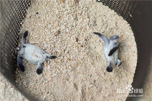 仙本那旅游攻略-邻家女孩般安静美好的海岛世界