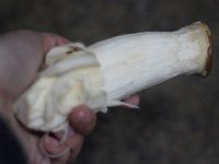 煎杏鲍菇的做法