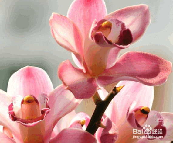 盆栽兰花施肥方法及注意事项