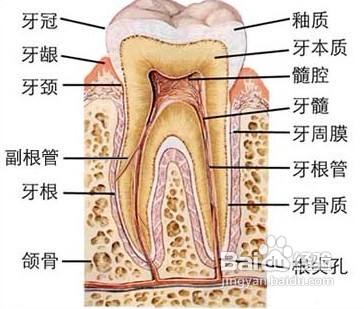 牙齿的结构 图解 百度经验