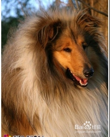 狗狗,我的世界不能没有你