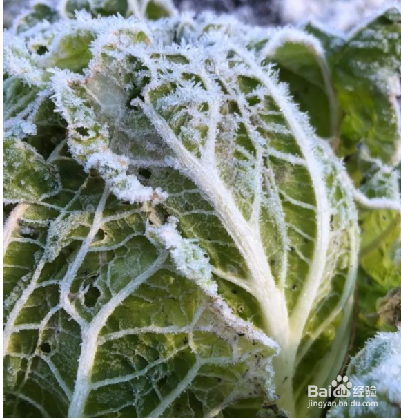 冬天必吃的6种蔬菜