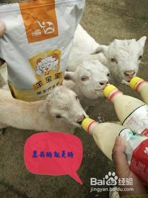 如何使用羔羊代乳粉喂养小羊?