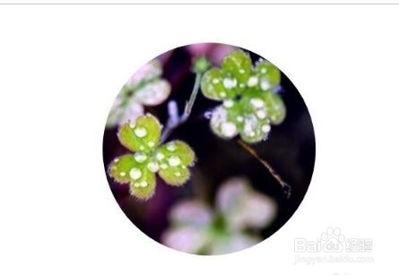 在ppt中如何改变插入图片形状的方法