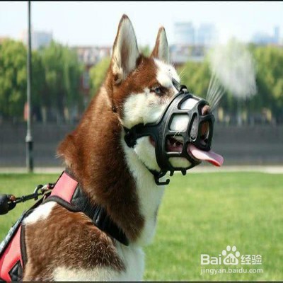 狗狗喜欢乱叫怎么办