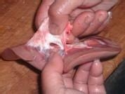 【男士壮阳】的秋季食疗法