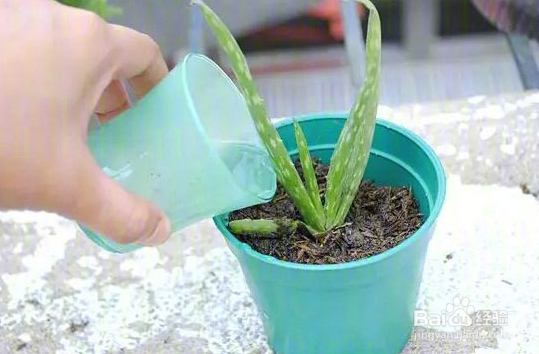 扯几片叶子就能重新载新的盆景植物的植物和方法
