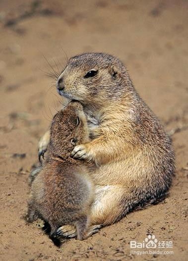 致敬母亲节 盘点有爱的动物亲子照 百度经验