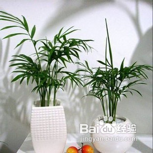 怎样布置出花园式客厅