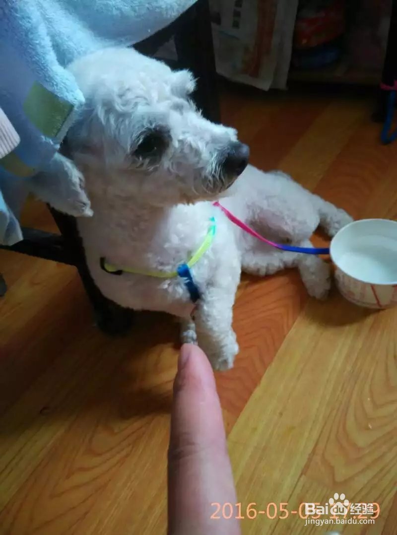 自述养狗狗的经过