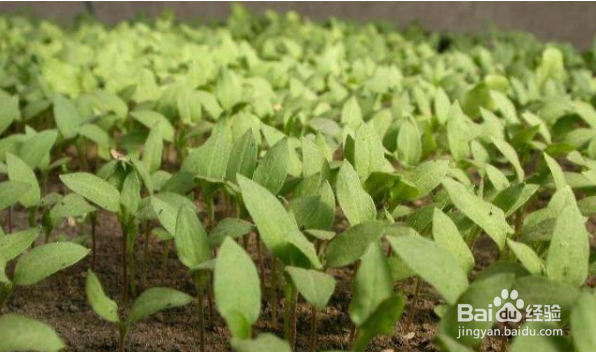 茄子种植时间和方法