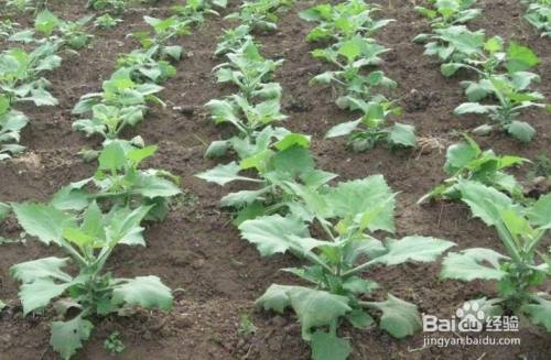 雪莲果是怎么种出来的