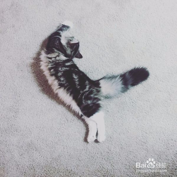 如何分辨缅因猫和西伯利亚森林猫