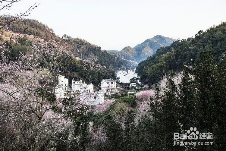 卖花渔村游玩攻略