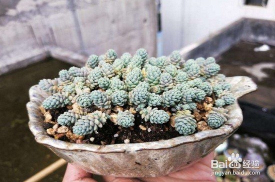 多肉植物应该怎么养？