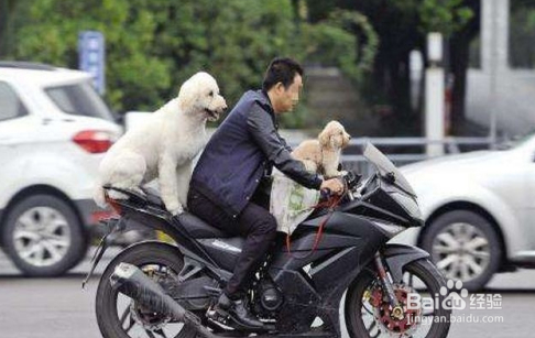 不戴头盔怎么处罚