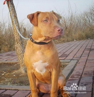 狗狗缺钙该怎么调养