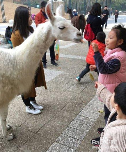 小学生可以做的公益活动