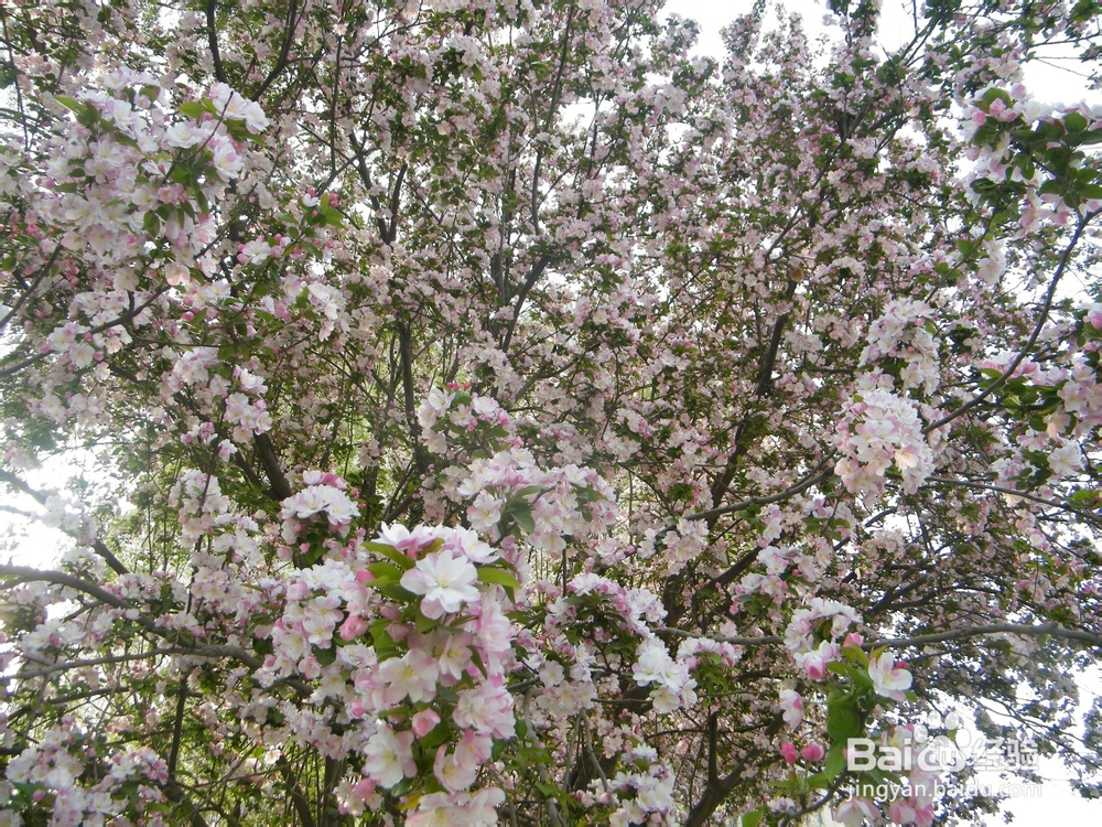 美丽的兰州：[2]春季花朵一景