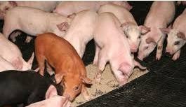 如何养猪最赚钱